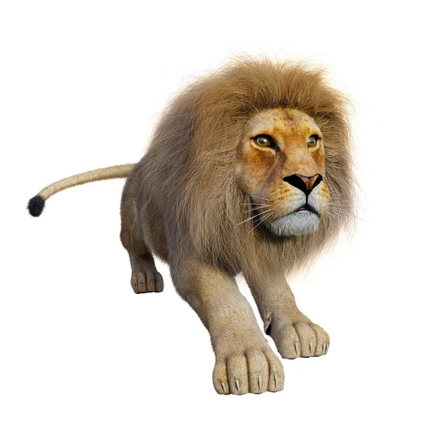 3D Rendering Male Lion on White — Stock Photo, Image