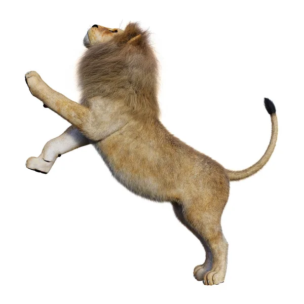 3D Rendering Male Lion on White — Stock Photo, Image