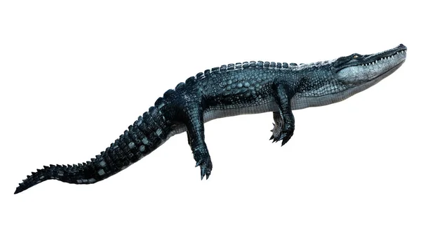 Weergave Van Een Zwarte Alligator Geïsoleerd Witte Achtergrond — Stockfoto