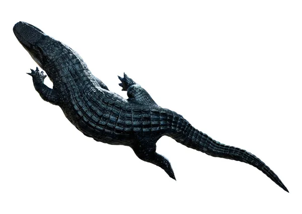 Renderowanie Czarnego Aligatora Izolowane Białym Tle — Zdjęcie stockowe