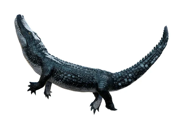 Rendu Alligator Noir Isolé Sur Fond Blanc — Photo