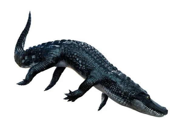 Rendering Eines Schwarzen Alligators Isoliert Auf Weißem Hintergrund — Stockfoto