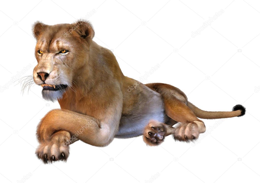 3D rendering of a female lion isolated on white background