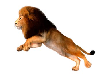 Beyaz arka planda izole edilmiş bir erkek aslanın 3 boyutlu görüntüsü