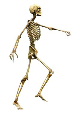 Beyaz arkaplanda izole edilmiş bir insan iskeletinin 3 boyutlu görüntülenmesi