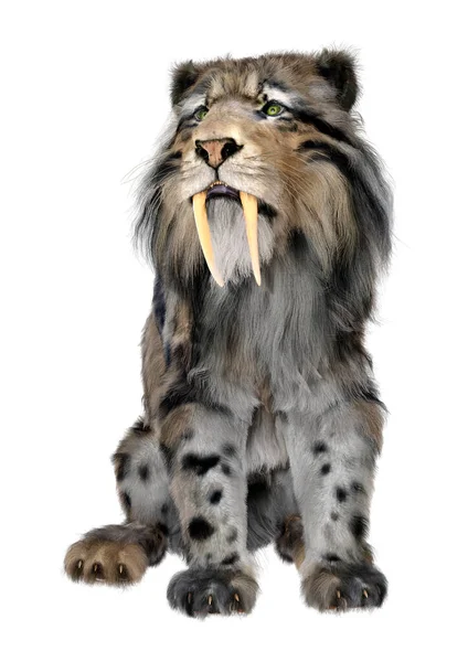 Renderização Tigre Sabertooth Isolado Fundo Branco — Fotografia de Stock