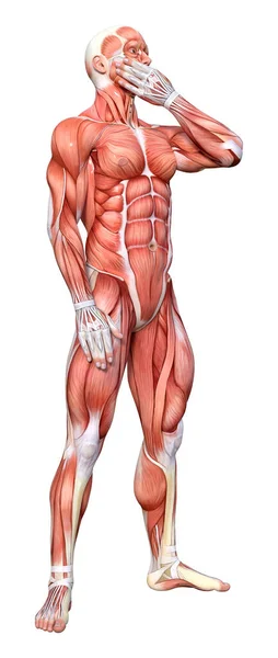 Rendering Male Figure Muscle Maps Isolated White Background — Stock Photo, Image