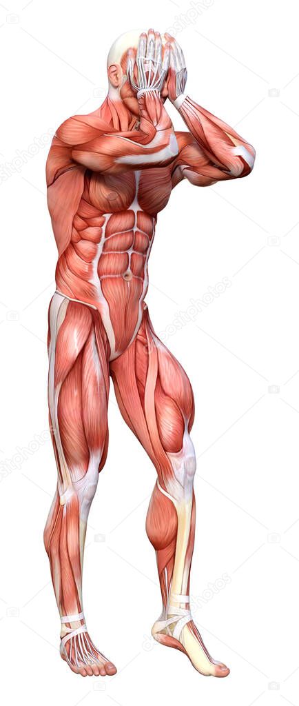 3D rendering of a male figure with muscle maps isolated on white background