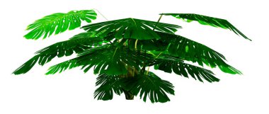 Beyaz arka planda izole edilmiş bir tropikal canavar bitkisinin 3 boyutlu canlandırması