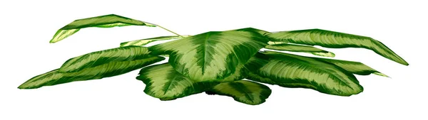 Rendering Green Tropical Plant Isolated White Background — Stock Photo, Image