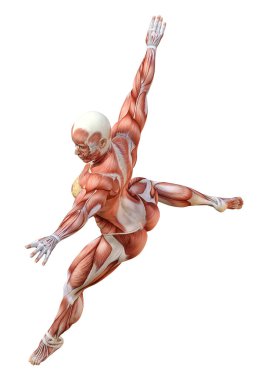 Beyaz arka planda izole edilmiş kas haritaları olan üç boyutlu bir kadın figürü