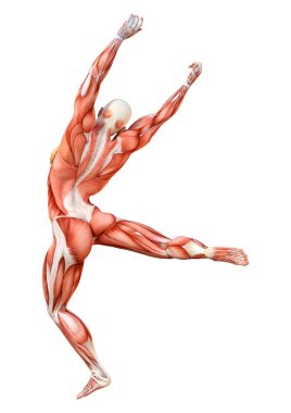 Beyaz arka planda izole edilmiş kas haritaları olan üç boyutlu bir kadın figürü