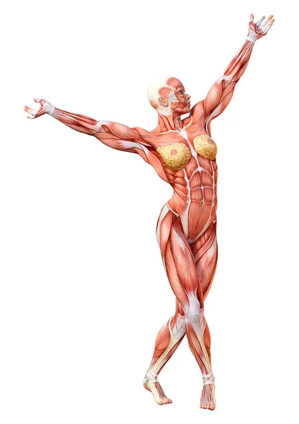 Rendering Female Figure Muscle Maps Isolated White Background — Stock Photo, Image