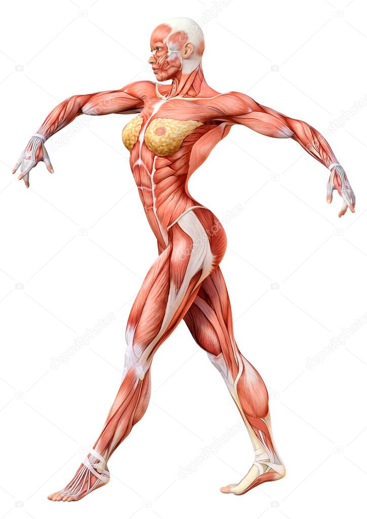 3D rendering of a female figure with muscle maps isolated on white background