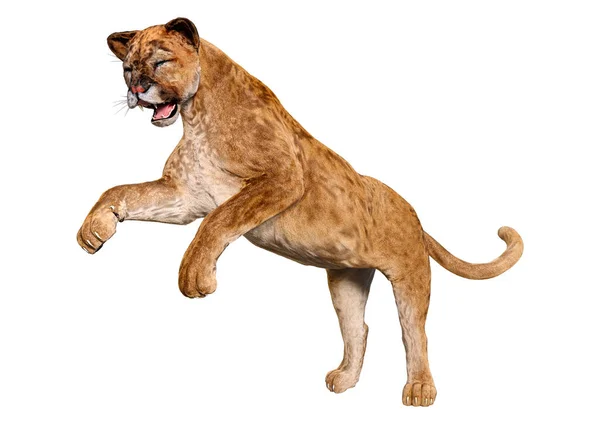 Vykreslování Puma Big Cat Izolovaných Bílém Pozadí — Stock fotografie