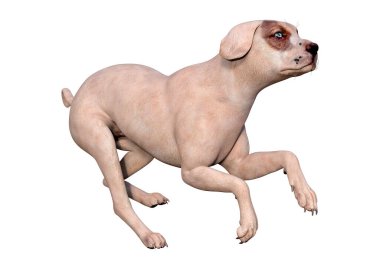 Beyaz arka planda izole edilmiş melez bir köpeğin 3 boyutlu canlandırması