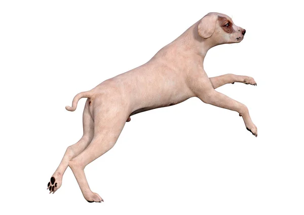 Darstellung Eines Mischlingshundes Isoliert Auf Weißem Hintergrund — Stockfoto