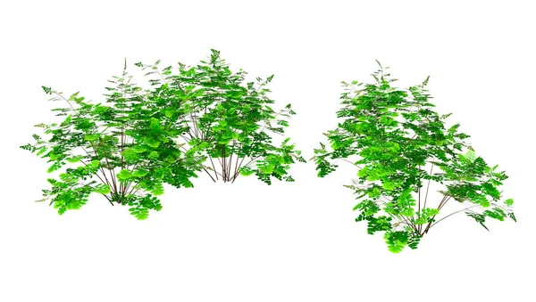 Rendering Gröna Maidenhair Växter Isolerad Vit Bakgrund — Stockfoto