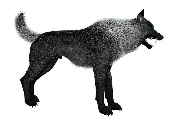 Rendering Black Wolf Isolated White Background — Stock Photo, Image