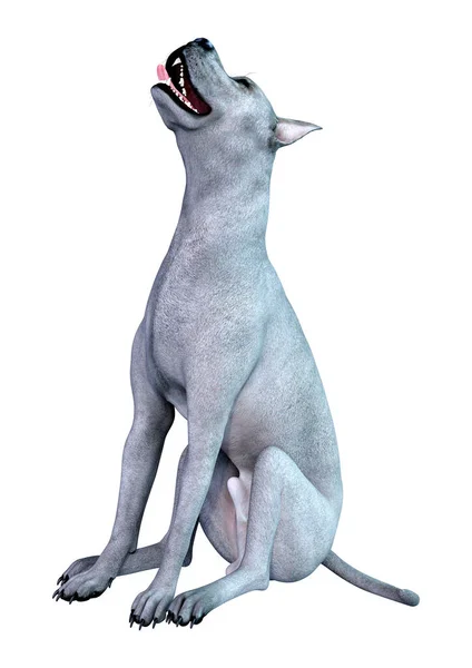 渲染一个蓝色的大丹麦狗隔离在白色背景 — 图库照片