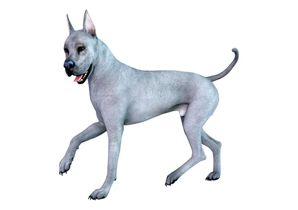 Renderowania Niebieski Wielki Duńczyk Psa Białym Tle — Zdjęcie stockowe