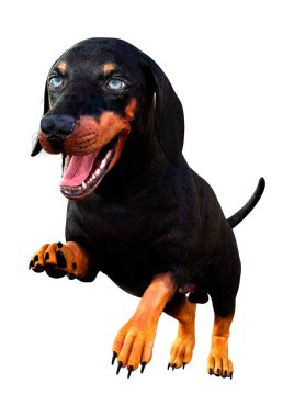 Dachshund, porsuk ya da sosisli sandviçin beyaz arka planda 3 boyutlu görüntülenmesi