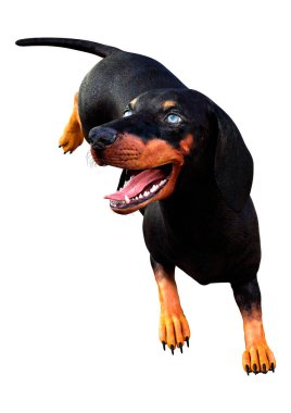 Dachshund, porsuk ya da sosisli sandviçin beyaz arka planda 3 boyutlu görüntülenmesi