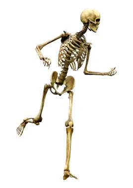 Beyaz arkaplanda izole edilmiş bir insan iskeletinin 3 boyutlu görüntülenmesi