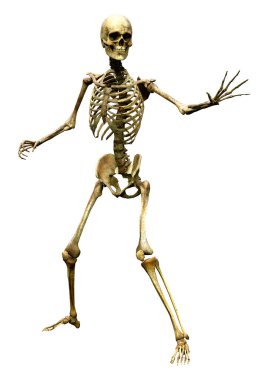 Beyaz arkaplanda izole edilmiş bir insan iskeletinin 3 boyutlu görüntülenmesi