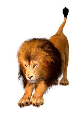 Beyaz arka planda izole edilmiş bir erkek aslanın 3 boyutlu görüntüsü