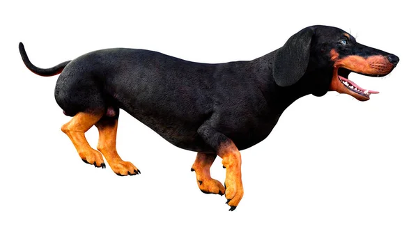 Απόδοση Ενός Dachshund Ασβού Σκύλου Λουκάνικο Σκυλί Που Απομονώνονται Λευκό — Φωτογραφία Αρχείου