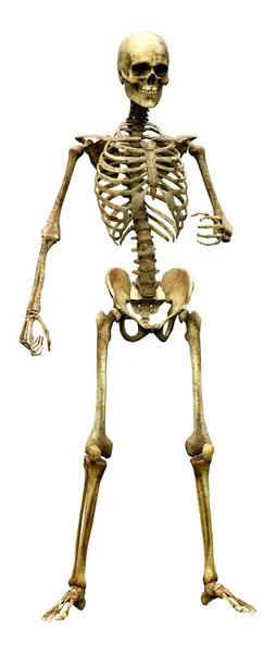 Rendering Human Skeleton Isolated White Background — Stock Photo, Image