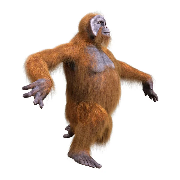 Απόδοση Ενός Ουραγκοτάγκου Πίθηκου Που Απομονώνεται Λευκό Φόντο — Φωτογραφία Αρχείου