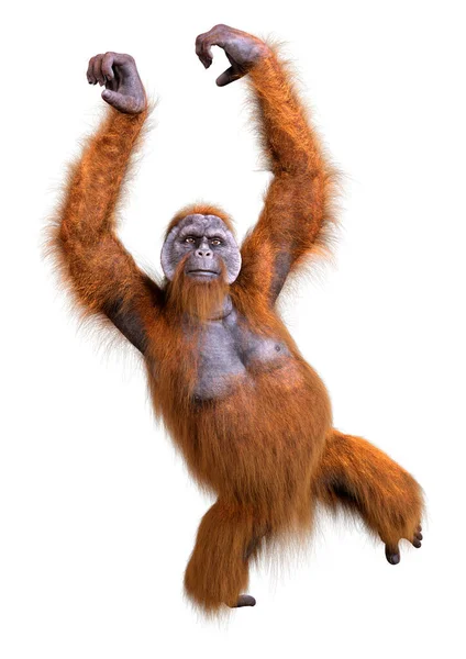 Рендеринг Обезьяны Орангутанга Белом Фоне — стоковое фото