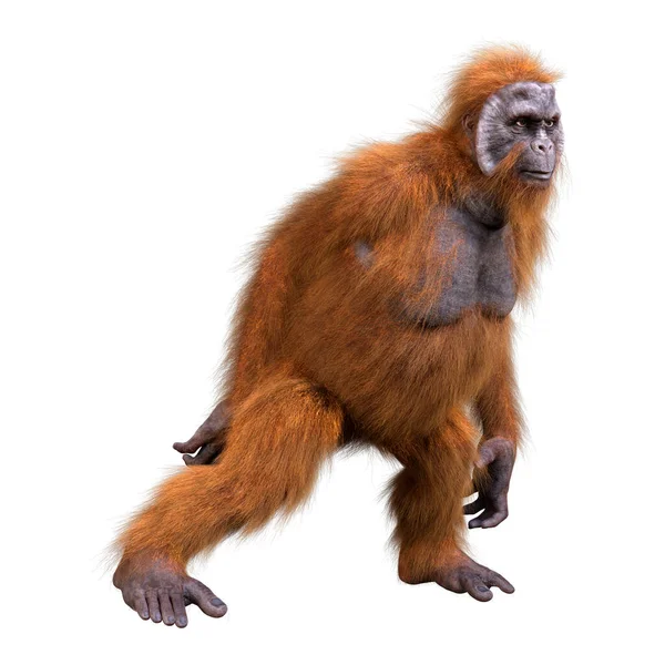Representación Mono Orangután Aislado Sobre Fondo Blanco — Foto de Stock