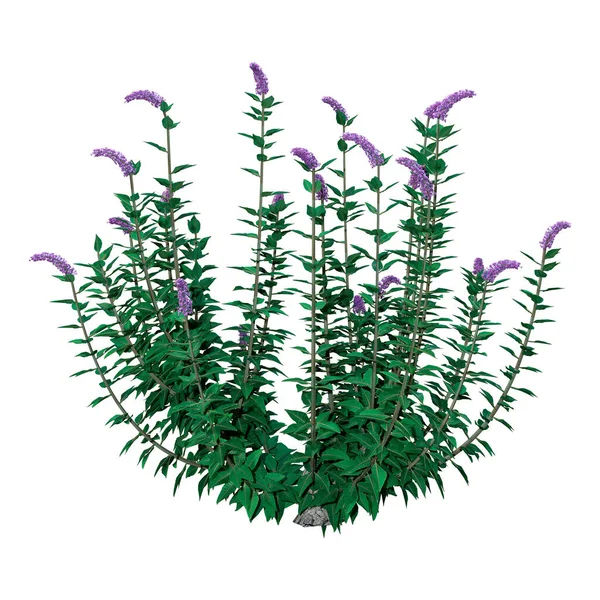 Rendu Une Plante Buddleja Buisson Papillons Isolé Sur Fond Blanc — Photo