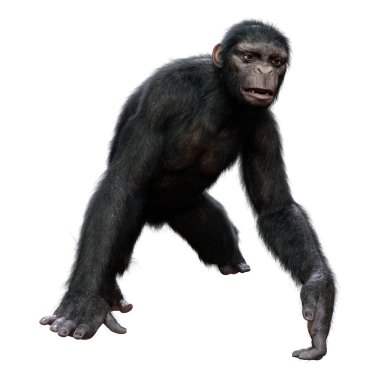 Beyaz arkaplanda izole edilmiş büyük bir şempanzenin 3B görüntülemesi