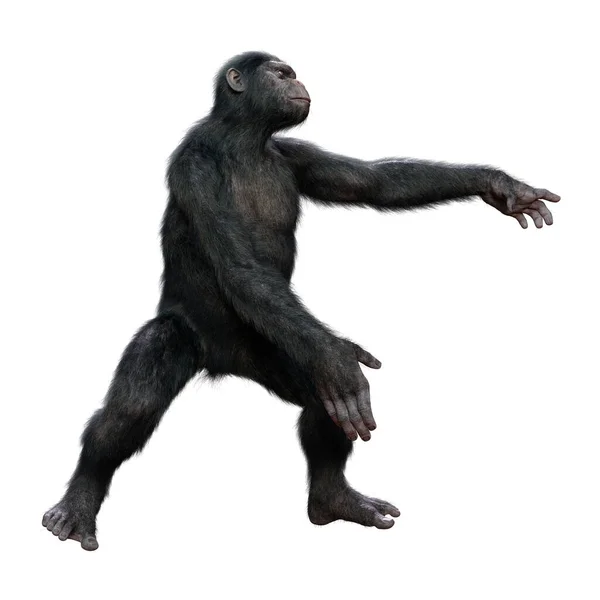 Renderização Grande Chimpanzé Isolado Fundo Branco — Fotografia de Stock