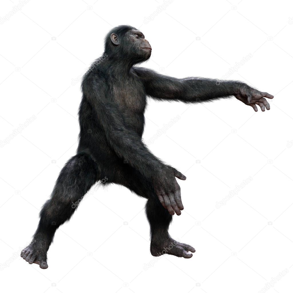 3D rendering of a big chimpanzee isolated on white background