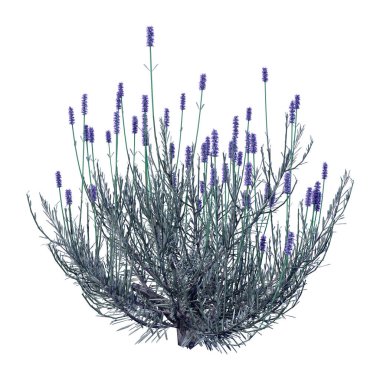 Beyaz arkaplanda 3 boyutlu lavanta çiçeği çizimi
