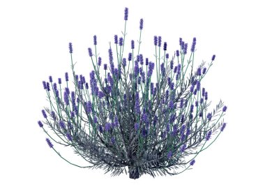 Beyaz arkaplanda 3 boyutlu lavanta çiçeği çizimi