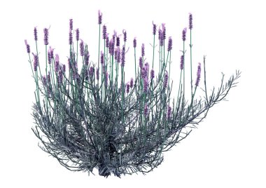 Beyaz arkaplanda 3 boyutlu lavanta çiçeği çizimi