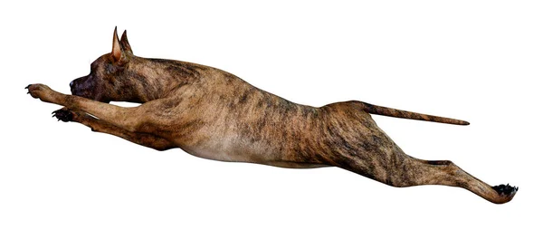 Representación Una Hembra Brindle Gran Perro Danés Aislado Sobre Fondo —  Fotos de Stock