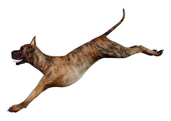 Rendering Kvinnlig Brindle Danois Hund Isolerad Vit Bakgrund — Stockfoto