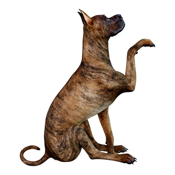 Rendering Female Brindle Great Dane Dog Isolated White Background — Stock Photo, Image