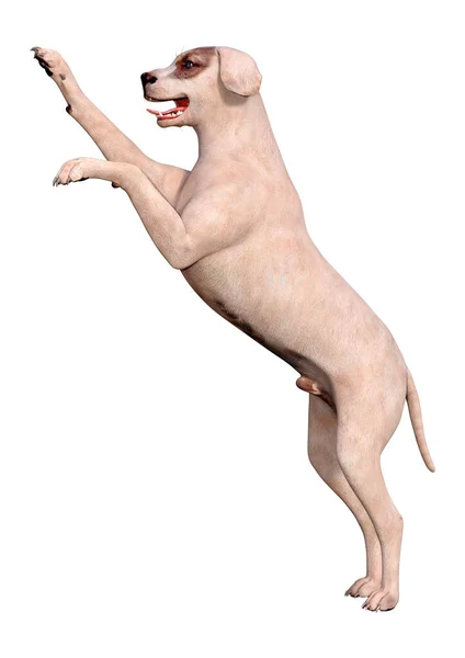 Rendering Van Een Kruising Hond Geïsoleerd Witte Achtergrond — Stockfoto