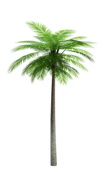 白色背景下孤立的椰子树3D绘制 — 图库照片