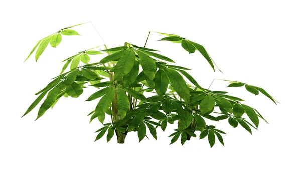 Рендеринг Зеленого Тропического Растения Белом Фоне — стоковое фото