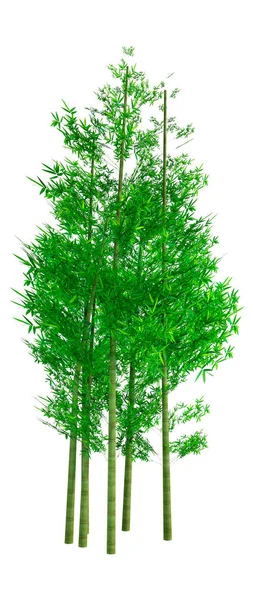 Weergave Van Groene Bamboe Bomen Geïsoleerd Witte Achtergrond — Stockfoto