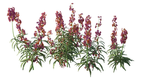 Rendu Une Orchidée Hiver Plante Wallflower Fleurs Isolée Sur Fond — Photo